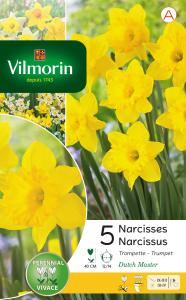 Narcisse Dutch Master (x5)